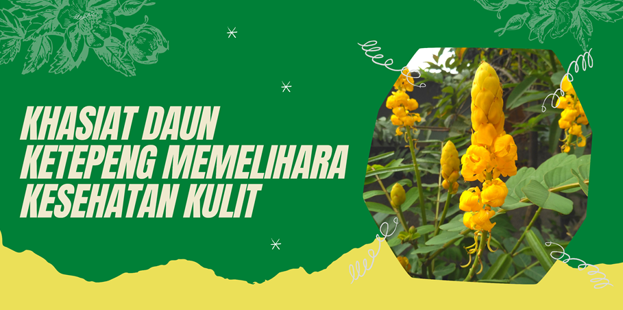 Khasiat Daun Ketepeng Memelihara Kesehatan Kulit Khasiat Daun Ketepeng Memelihara Kesehatan Kulit